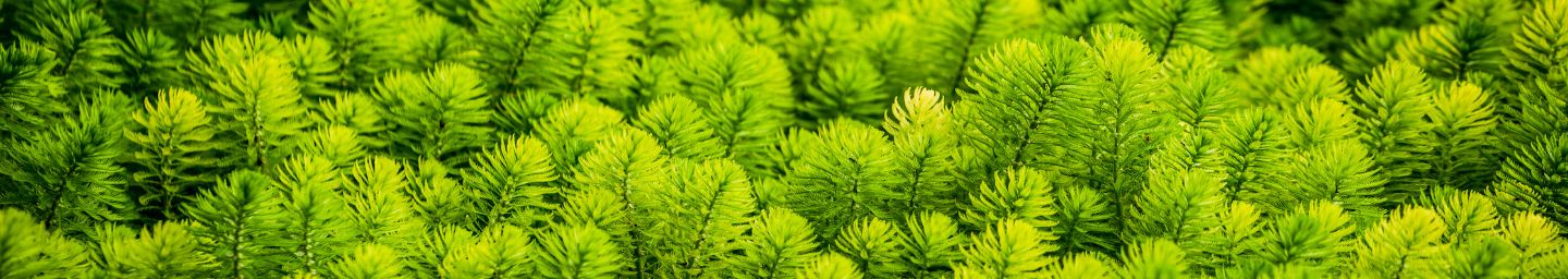 Close-up of vibrant green fern plants.